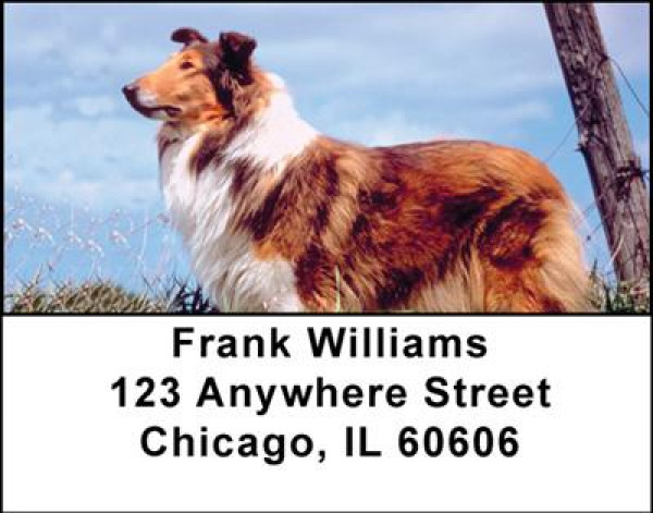 Collies Address Labels
