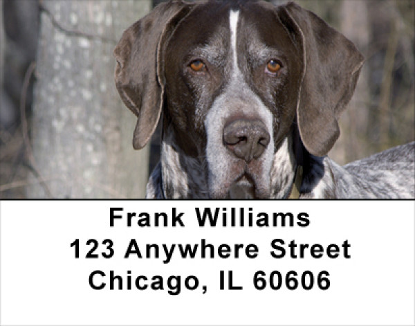 German Short Haired Pointers Address Labels