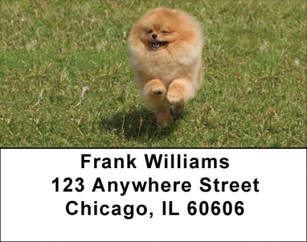 Pomeranian Address Labels