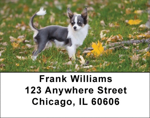 Charming Chihuahua Address Labels