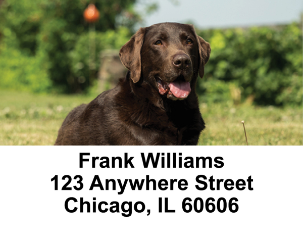 O So Chocolate Labs Address Labels