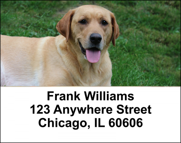 Majestic Yellow Lab Address Labels