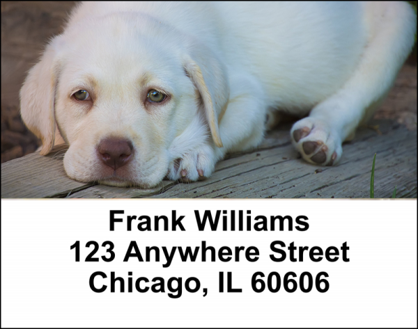 Yellow Lab Puppies Address Labels