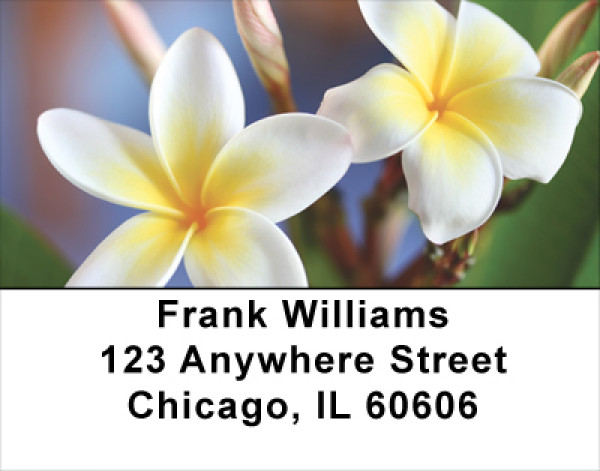 Plumeria Address Labels