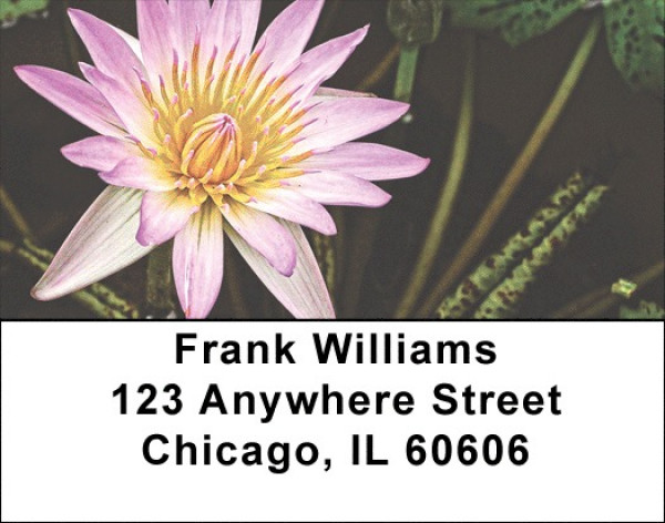 Divine Lotus Flowers address Labels