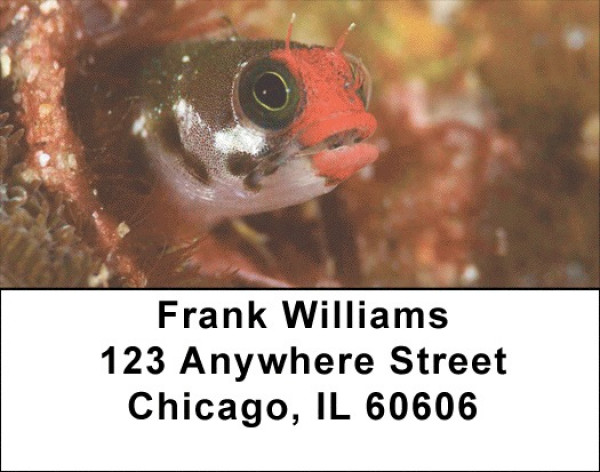 Assorted Fish by Aggressor Fleet Address Labels