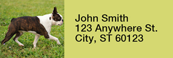 Boston Terrier Rectangle Address Labels