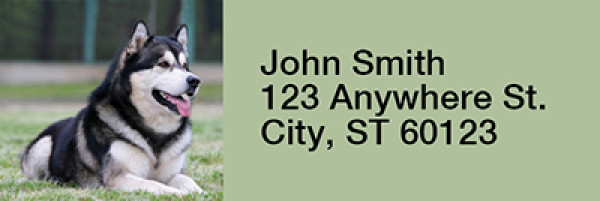 Alaskan Malamute Rectangle Address Labels