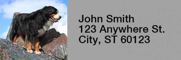 Bernese Mountain Dogs Rectangle Address Labels