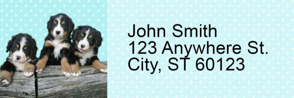 Bernese Mountain Dog Pups Keith Kimberlin Address Labels