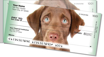 Chocolate Lab Pup Side Tear Checks