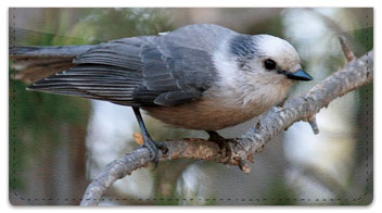 Gray Jay Bird Checkbook Cover
