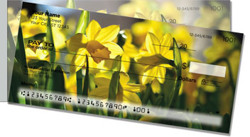 Golden Daffodil Side Tear Checks