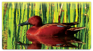 Bulone Bird Checkbook Cover