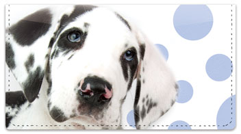 Great Dane Pup Checkbook Cover