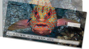 Blue Dot Grouper Side Tear Checks