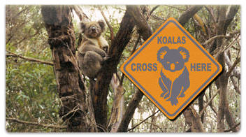 Animals of Australia Checkbook Cover