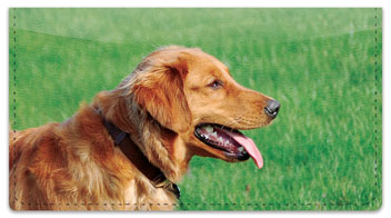 Golden Retriever Checkbook Cover