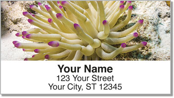 Sea Anemone Address Labels