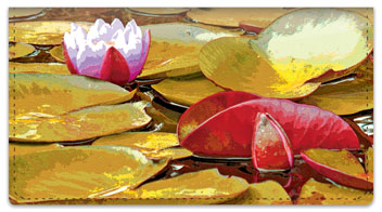 Wild Water Lily Checkbook Cover