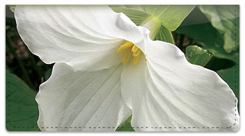 White Trillium Checkbook Cover