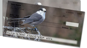 Gray Jay Bird Side Tear Checks