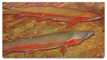Trout Stream Checkbook Cover