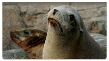 Sea Lion Checkbook Cover
