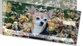 Chihuahua Side Tear Checks