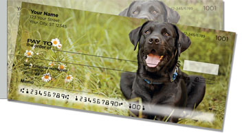 Black Lab Side Tear Checks