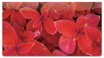Natural Detail Checkbook Cover