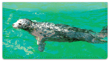 Marine Mammal Checkbook Cover