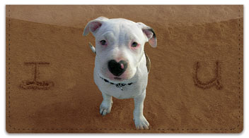 Animal Sand Scribbles Checkbook Cover