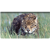 Defenders of Wildlife Big Cats Leather Checkbook Cover