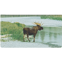 American Wildlife Fabric Checkbook Cover
