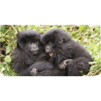 Ranger Rick Wild Babies Checkbook Cover