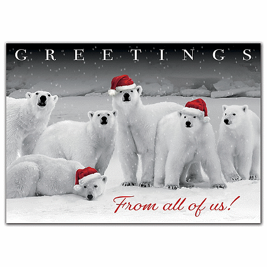 Polar Pack Holiday Cards