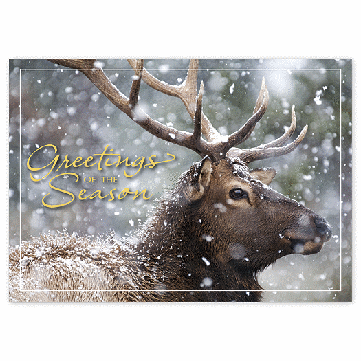 Call of the Wild Holiday Cards