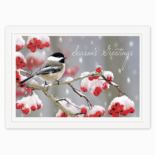 Tweet Greetings Holiday Cards