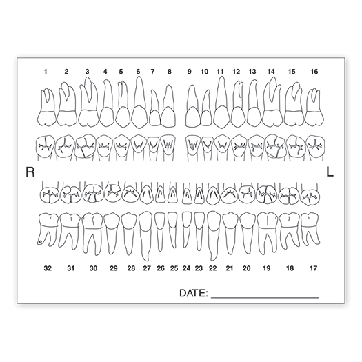 Tooth Chart Anatomy Labels